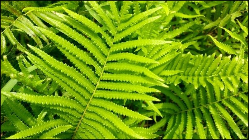 cong-dung-la-duong-xi